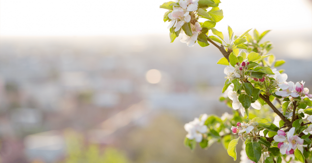 brand of a bush overlooking city in background