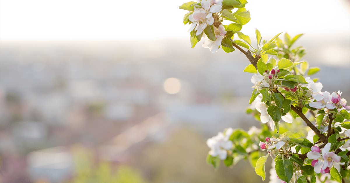 spring-apartment-rentals brand of a bush overlooking city in background
